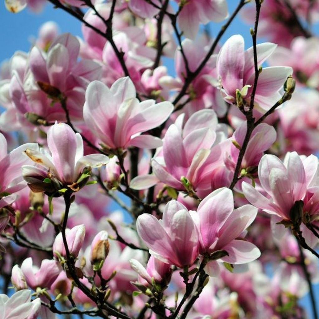 Magnolia Alexandrina