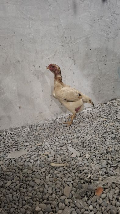 Сатылат 3 жылдык вес 4кг сена 10000