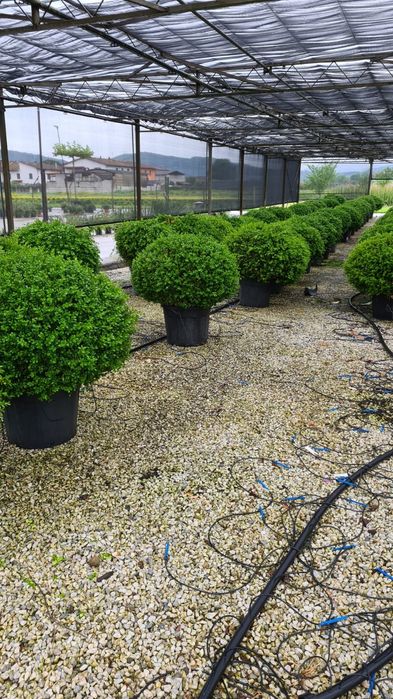 Plante glob, tuia, buxus, euonimus, photinia etc