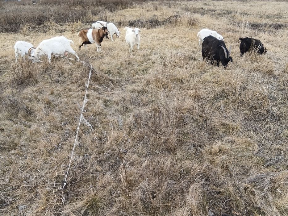 Продам коз 8 голов