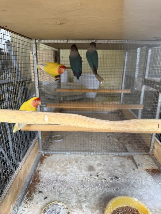 Продам папугай маска карилло