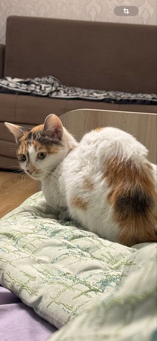 Отдам  кошку   в   добрые   руки