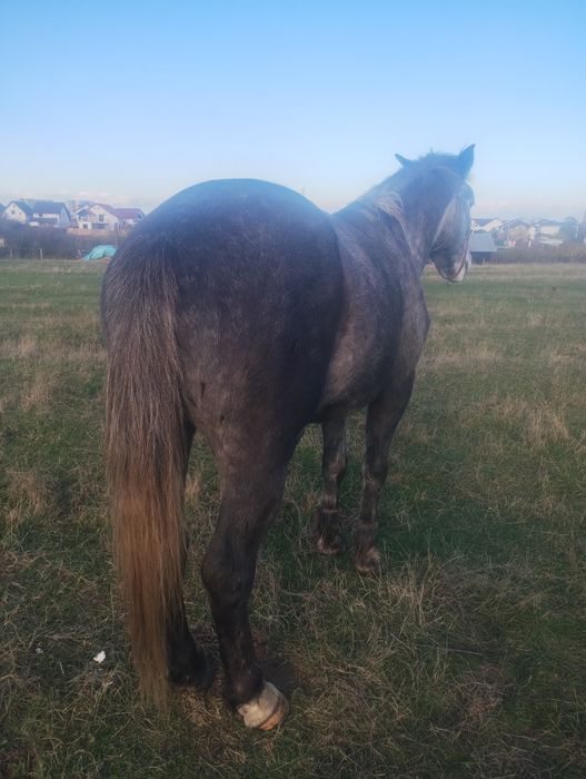 Vând cârlan de 3 ani