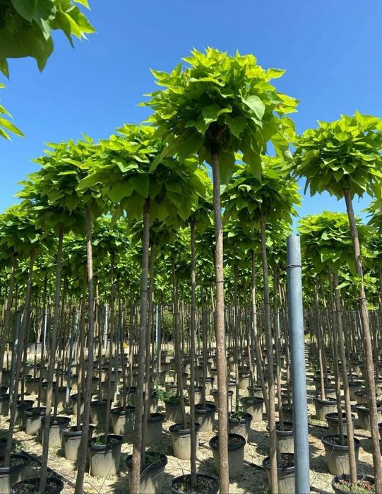 Leleandy tuia smarald catalpa spirale pon pon magnolia pon pon Bonsai