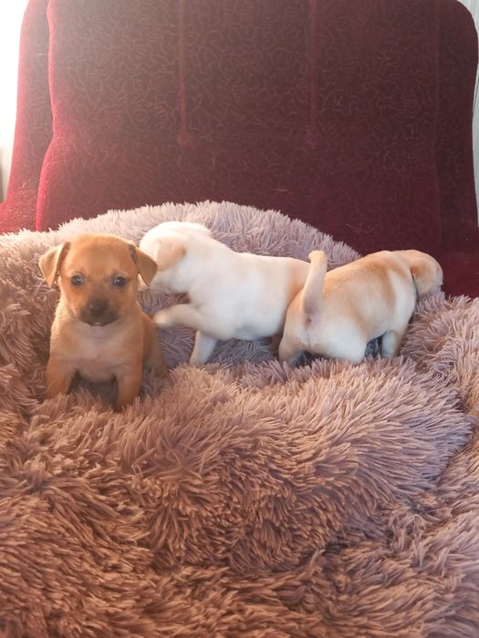 Чихупинчери. Три момчета.