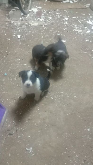 Отдам шенят в добрые руки