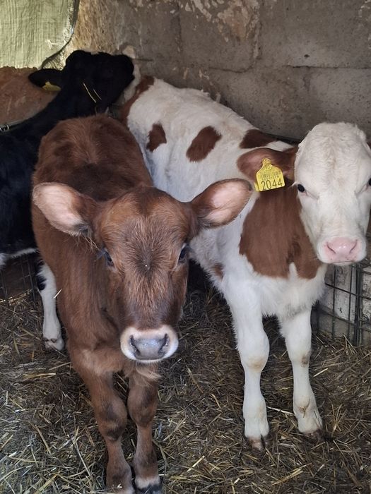 Vitele din vaci bune de lapte