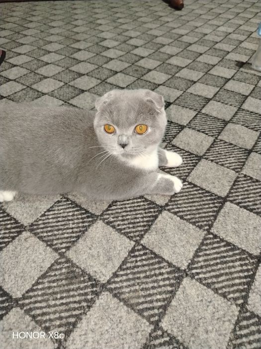 Mushuk britan shinshila