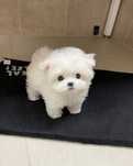 Bichon maltez albi mini toy