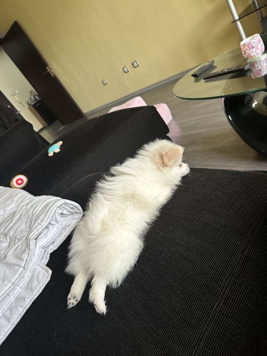 Женско померанче