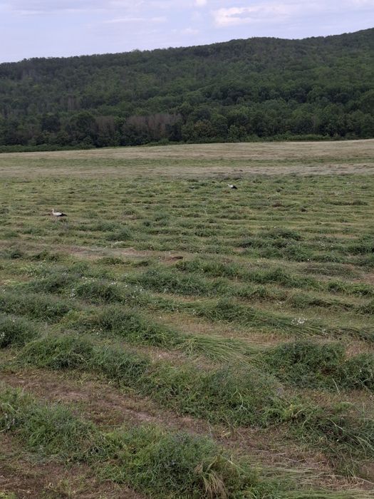 Vând baloate fîn amestecat cu lucernă.