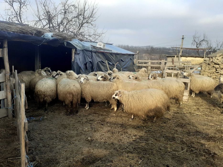 Vand oi țurcane!