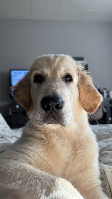 Голдън ретривър