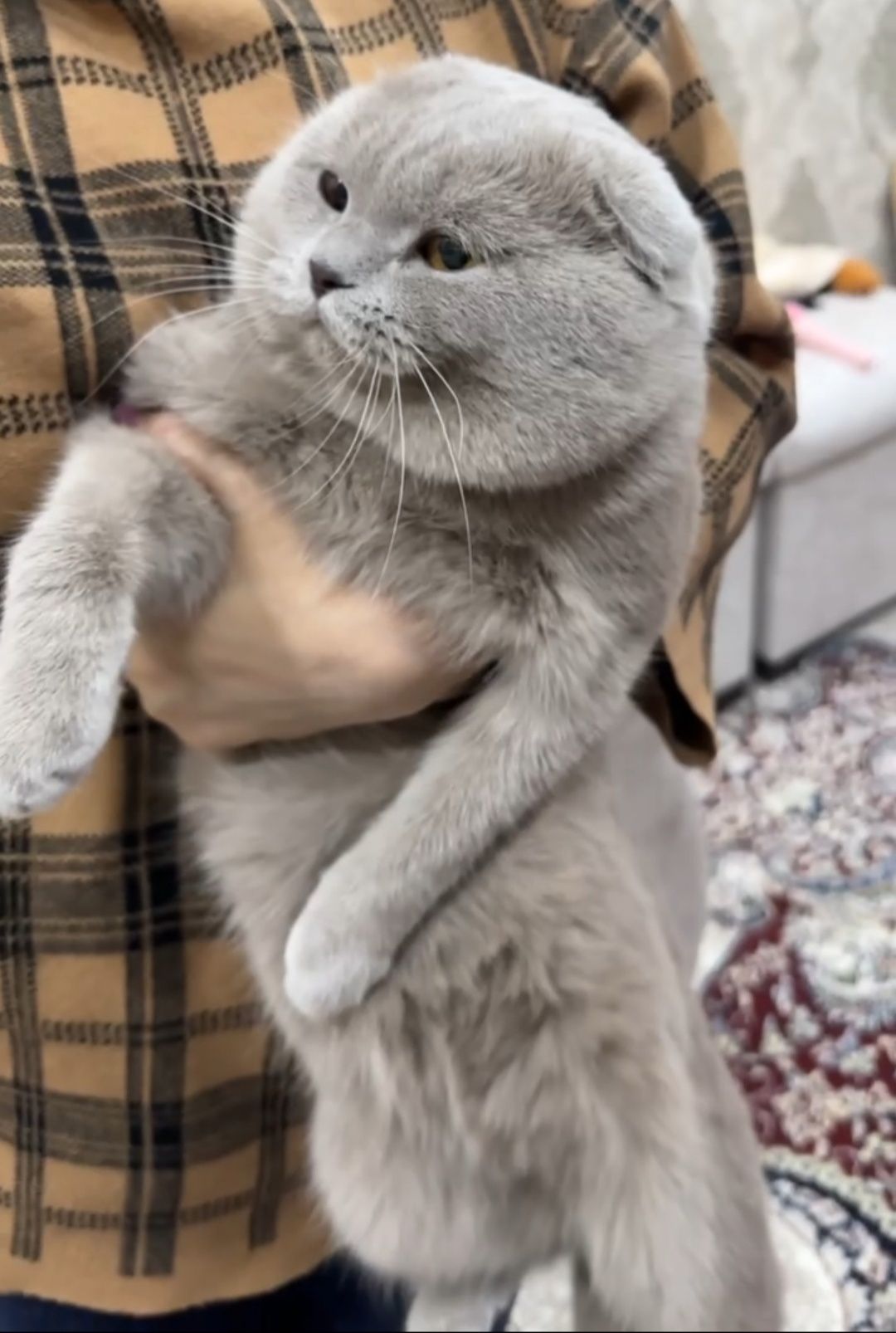 Вязка скоттиш фолд