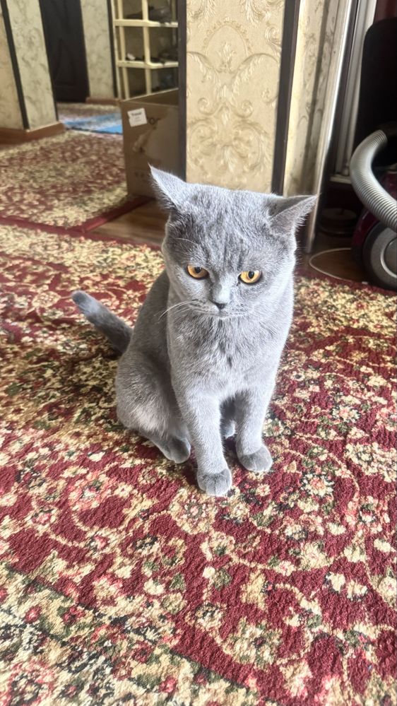 british shorthair
