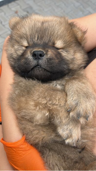 Chow chow rasa pura pedigree