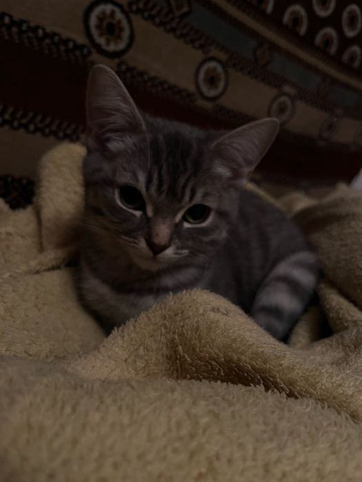 Отдам в добрые руки