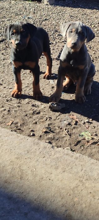 Продавам  цветни  родословни добермани