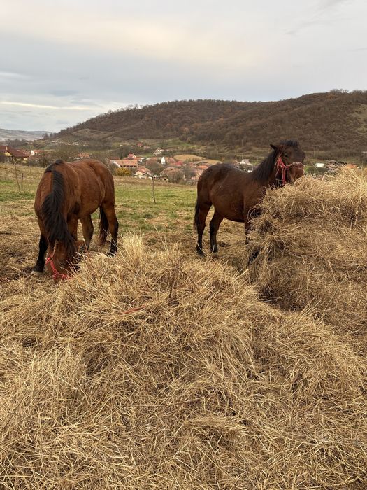 Vand doi manji 1 an 7 luni 2 ani 7 luni