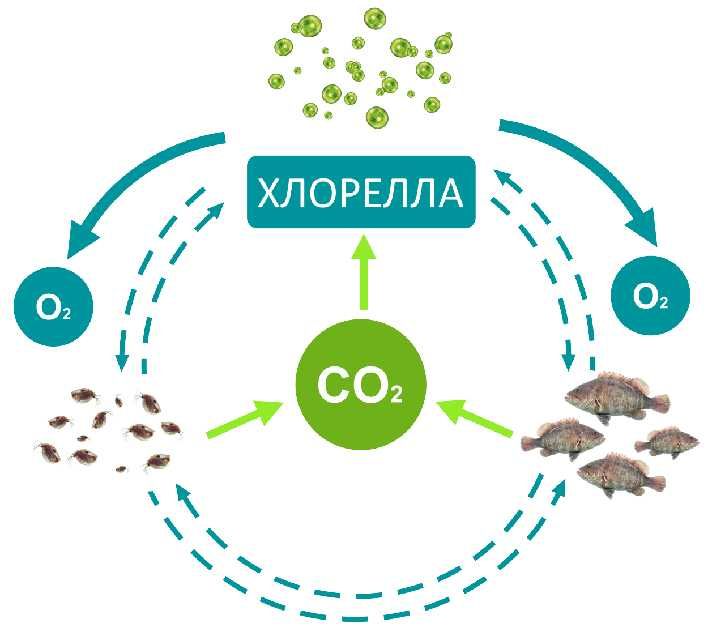Хлорелла на котлованы пруды мальковые пруды бассейны