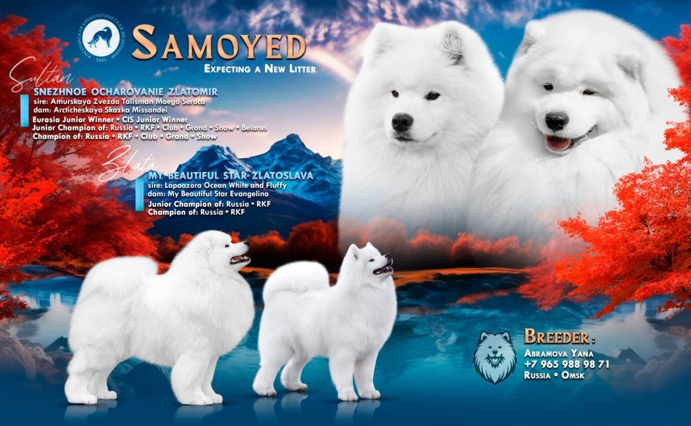 Щенки самоедской лайки
