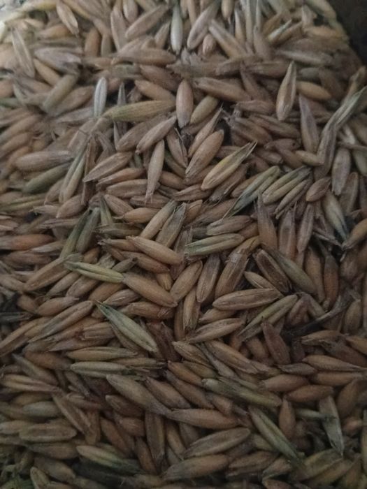 Продам овёс в мешках сухой без запаха