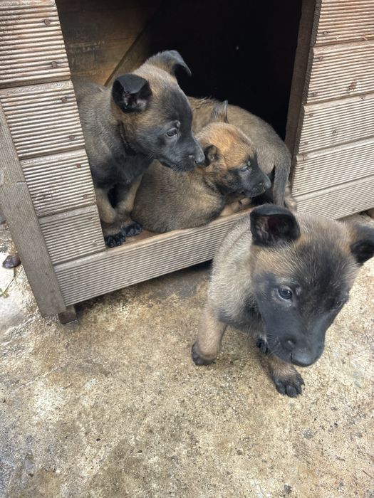 Белгийска овчарка Малиноа