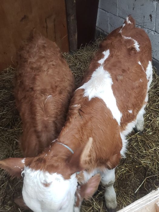 De vanzare 2 vițele mai multe detali la telefon