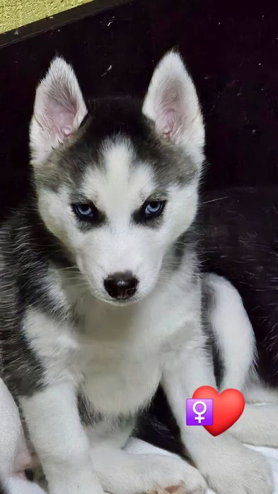 Pui husky siberian