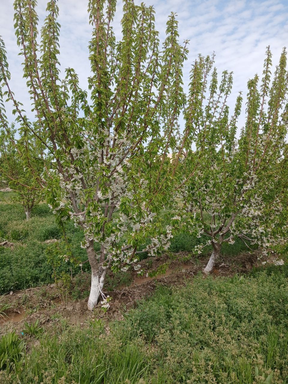 Tayyor biznes. Tez va arzon 9 gektarli bog' daraxtlari bilan sotiladi