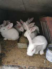 Зайци цика на 50 дни и 3 месеца