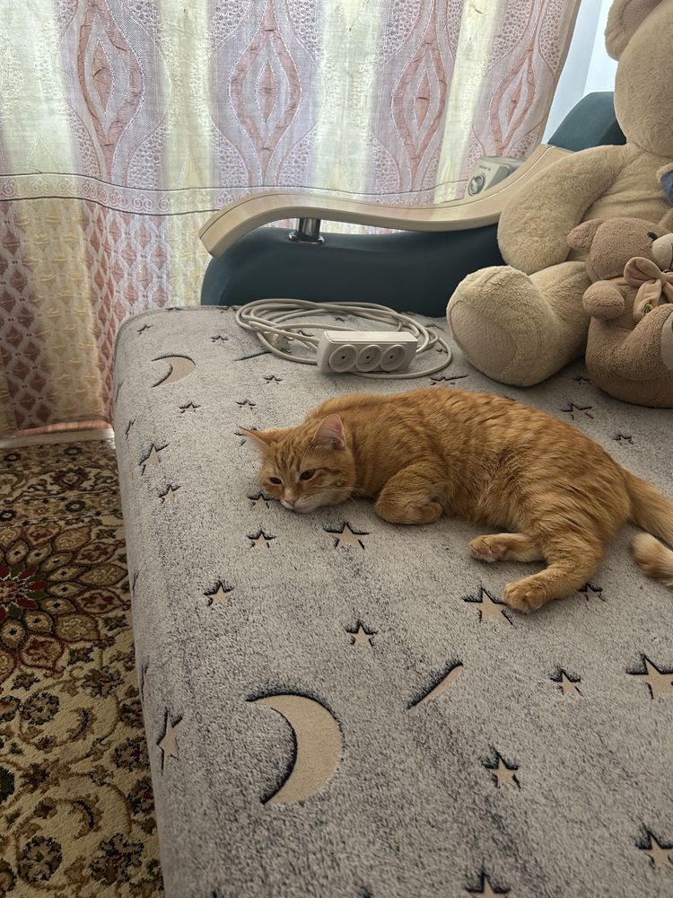 Отдам свою девочку в хорошие руки