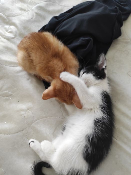 отдам котенка в добрые руки