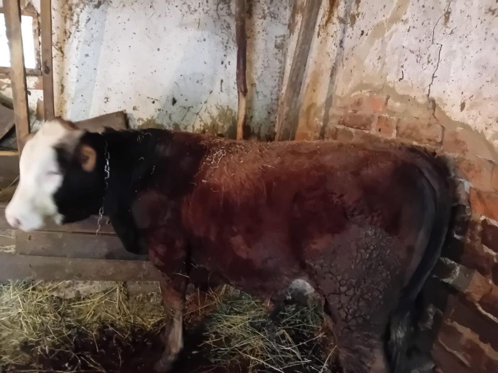 Vaca cu vitel in burta de 3 luni si tauras 7 luni