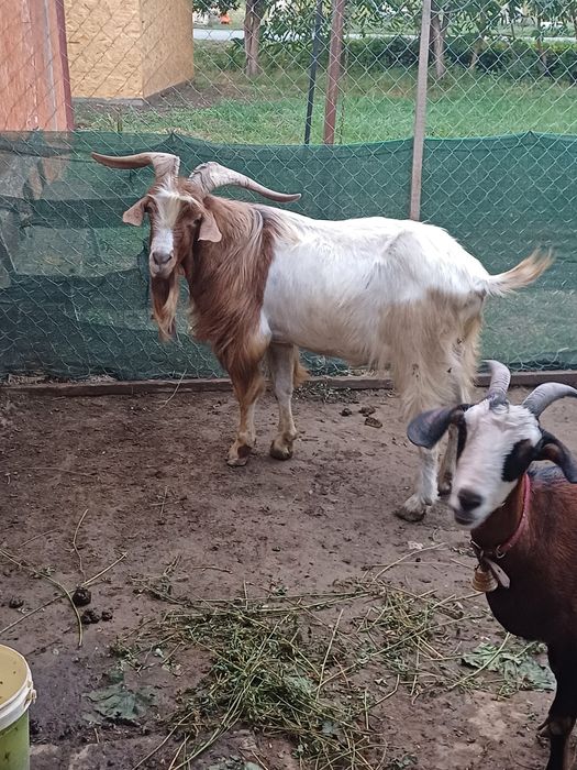 Vand sau schimb capra și tap