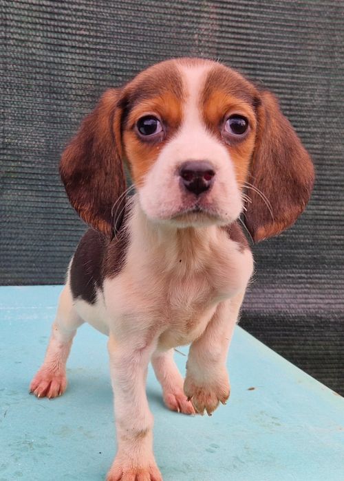 Beagle tricolor fetita