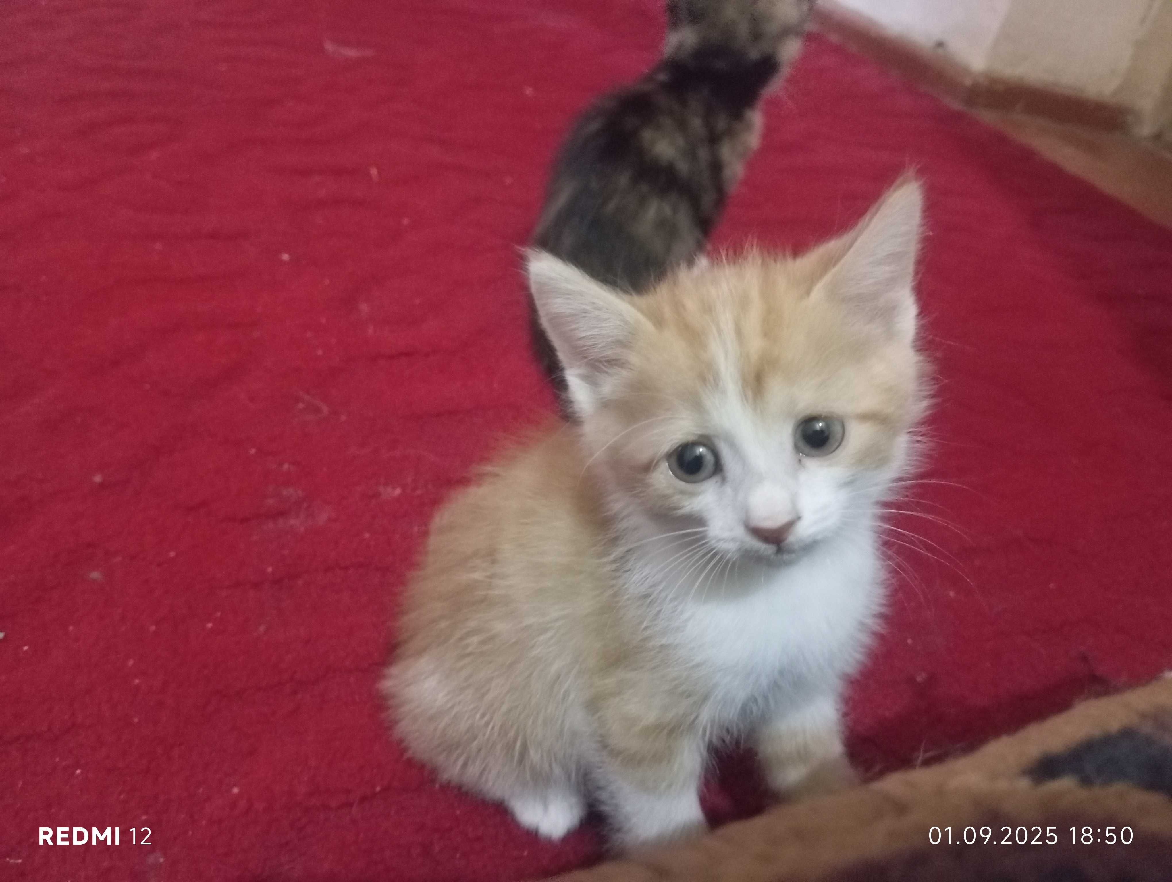 Котенок местной породы