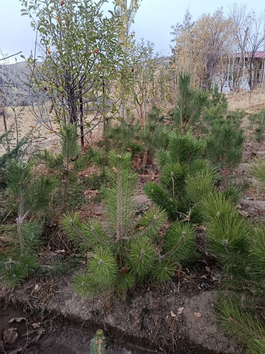 Крим арча кучатлари сотилади, 75 - см до 3 метргача, арчалар табиий