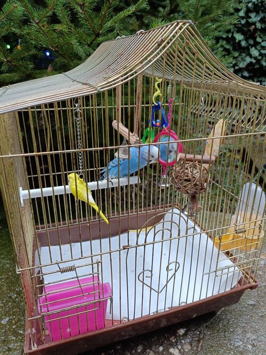 Vând  Colivie +Peruși.