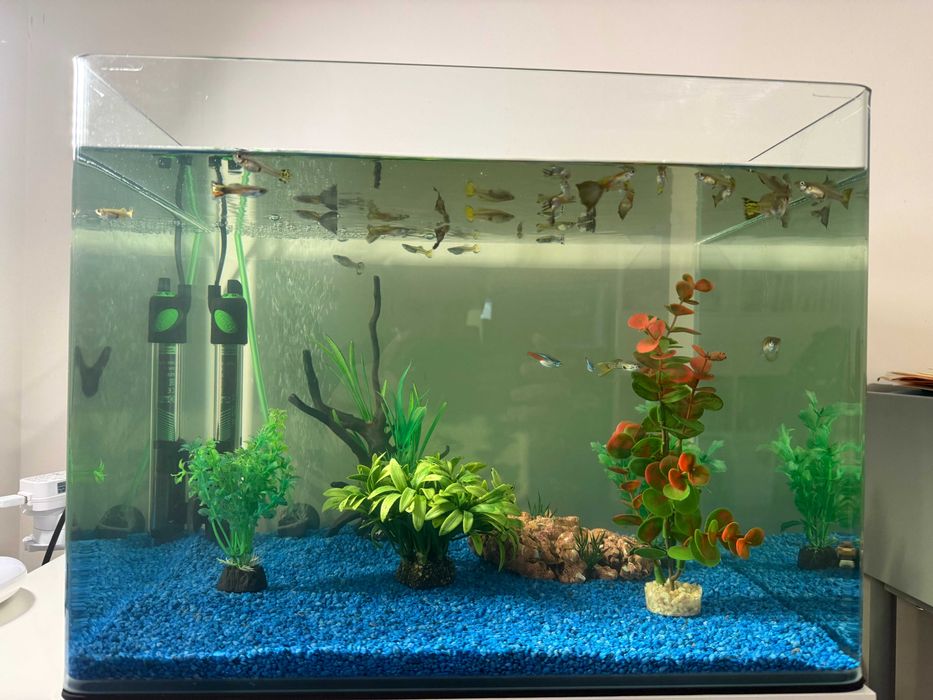 Acvariu Dennerle 55L cu accesorii + guppy