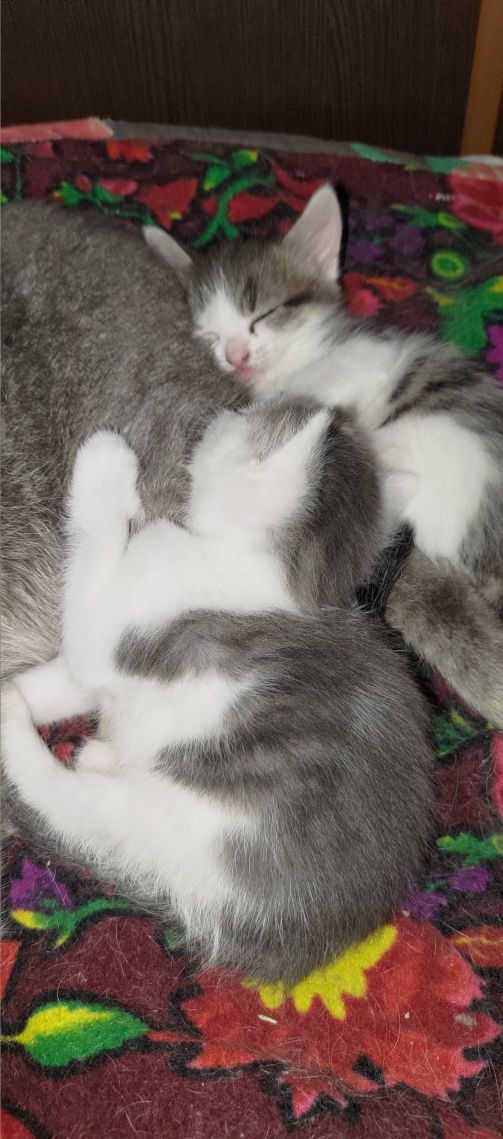 Котята в добрые руки