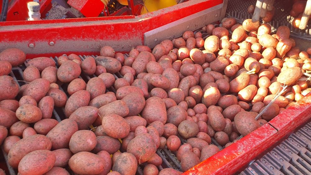 Cartofi de samanta Esmee import Elita 2024