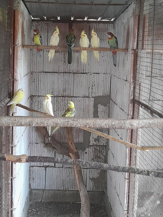 Micul Alexandru, Rozele, Hibrizi Canari