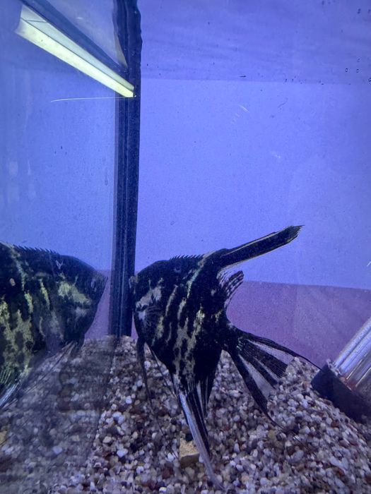 Рабочая пара скаляр