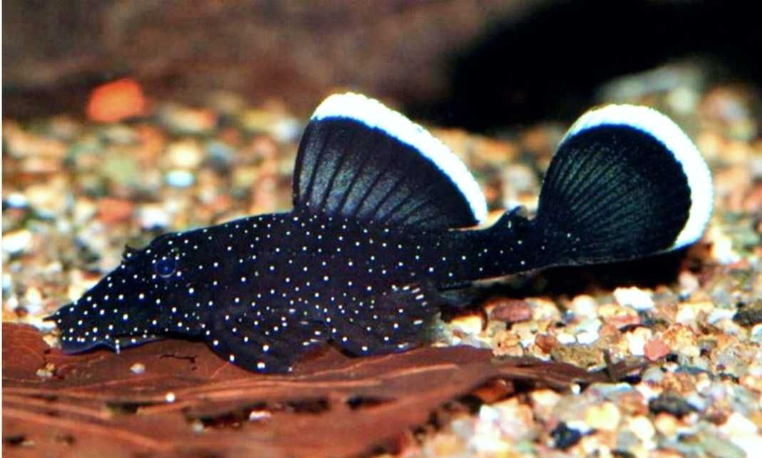 Ancistrus L 181 sanitar