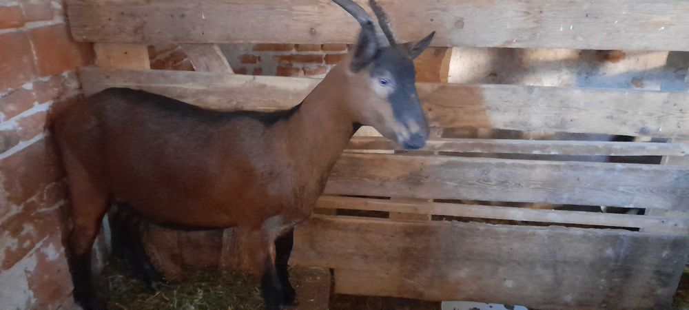 vind capre rasa pura Alpina Franceza
