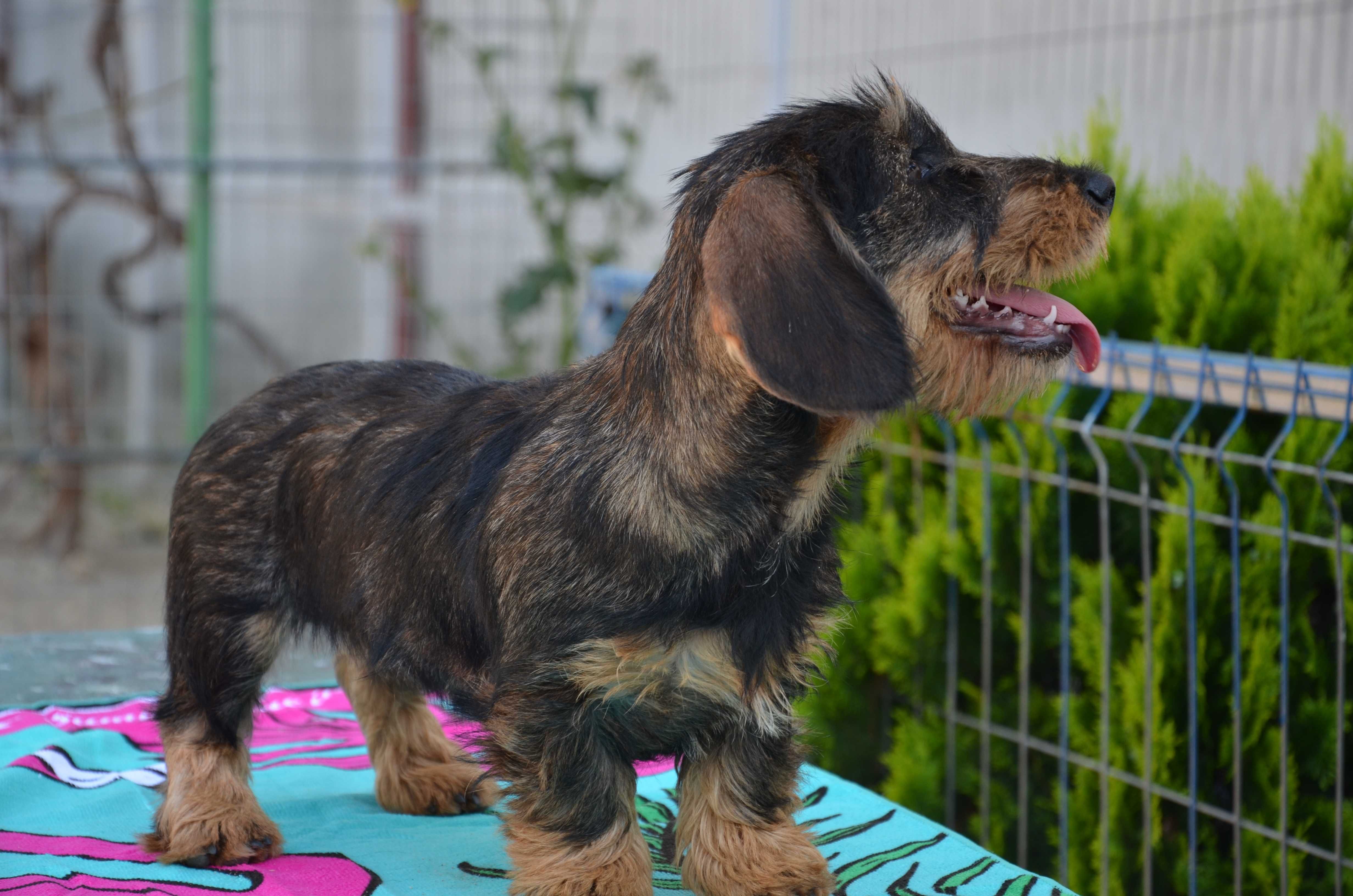 Femela de teckel sarmos standard cu Pedigree A
