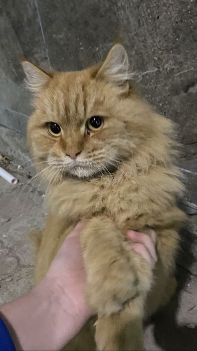 НАШЛИ КОТА (рыжий)