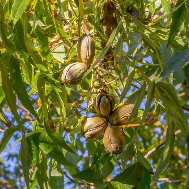Nuc pecan diferite soiuri