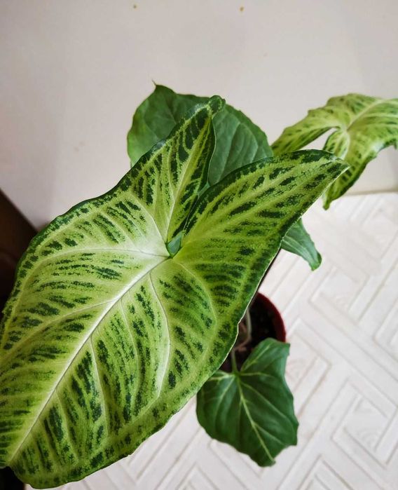 Сингониум Golden venation ( тайский ) редкий сорт